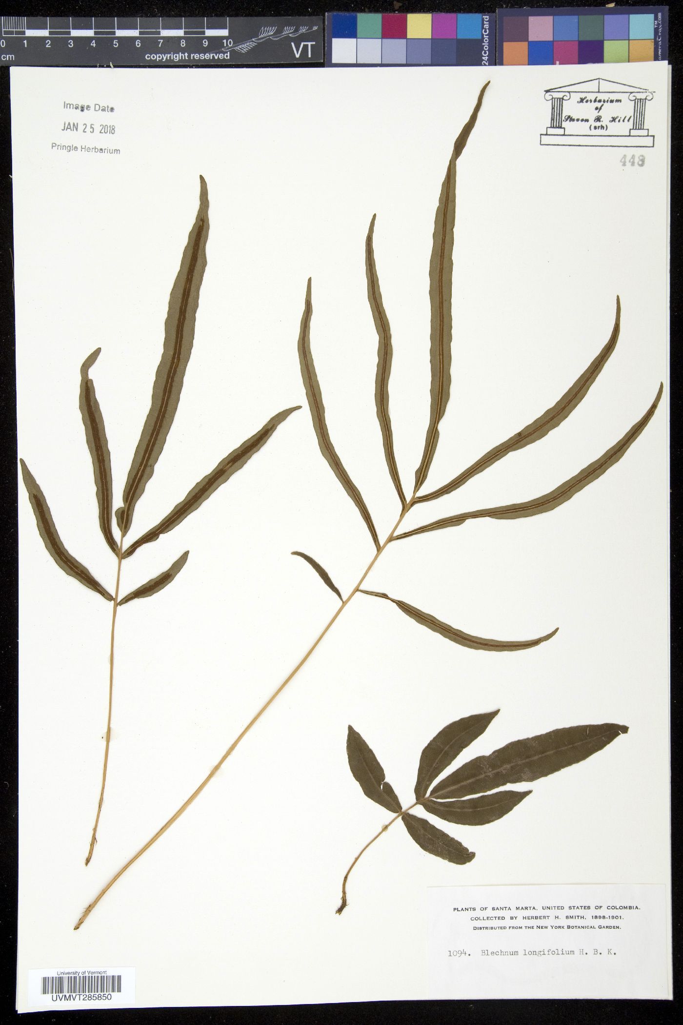 Blechnum fraxineum image