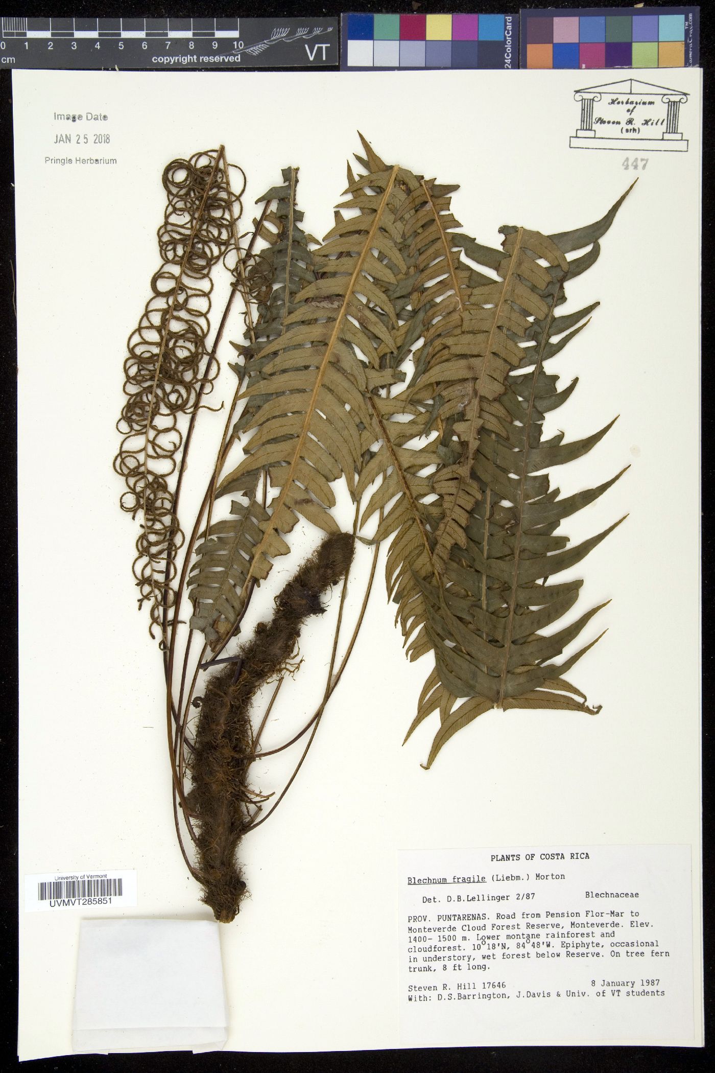 Blechnum fragile image