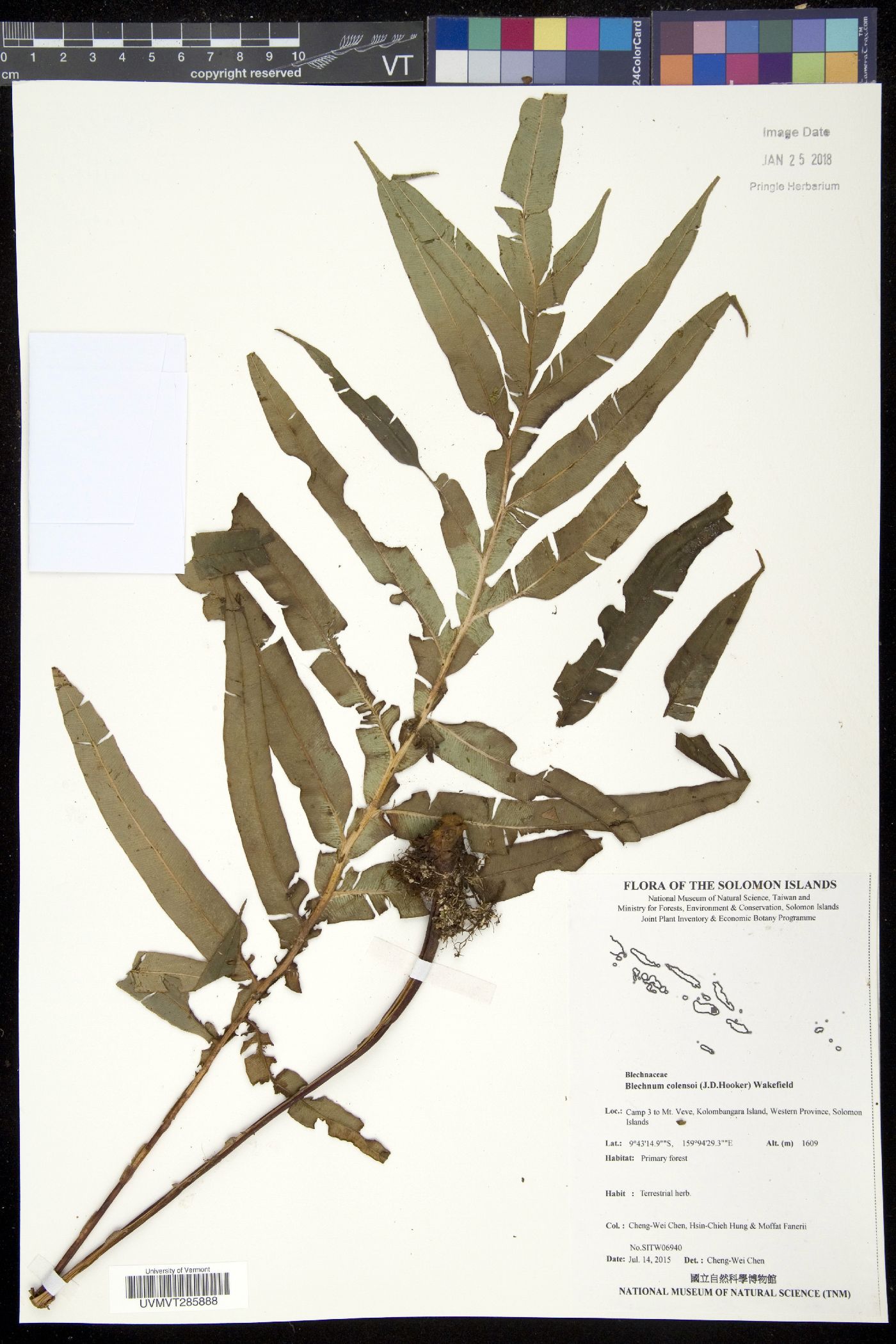 Austroblechnum melanocaulon image