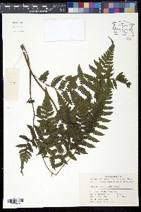 Media resource of Diplazium chinense
