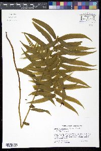 Athyrium pycnocarpon image