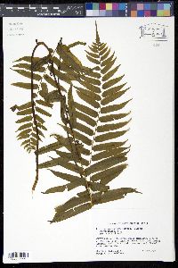 Media resource of Athyrium pycnocarpon