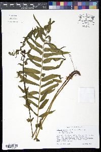 Athyrium pycnocarpon image