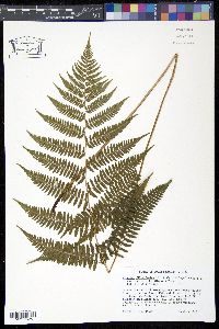 Athyrium filix-femina var. asplenioides image