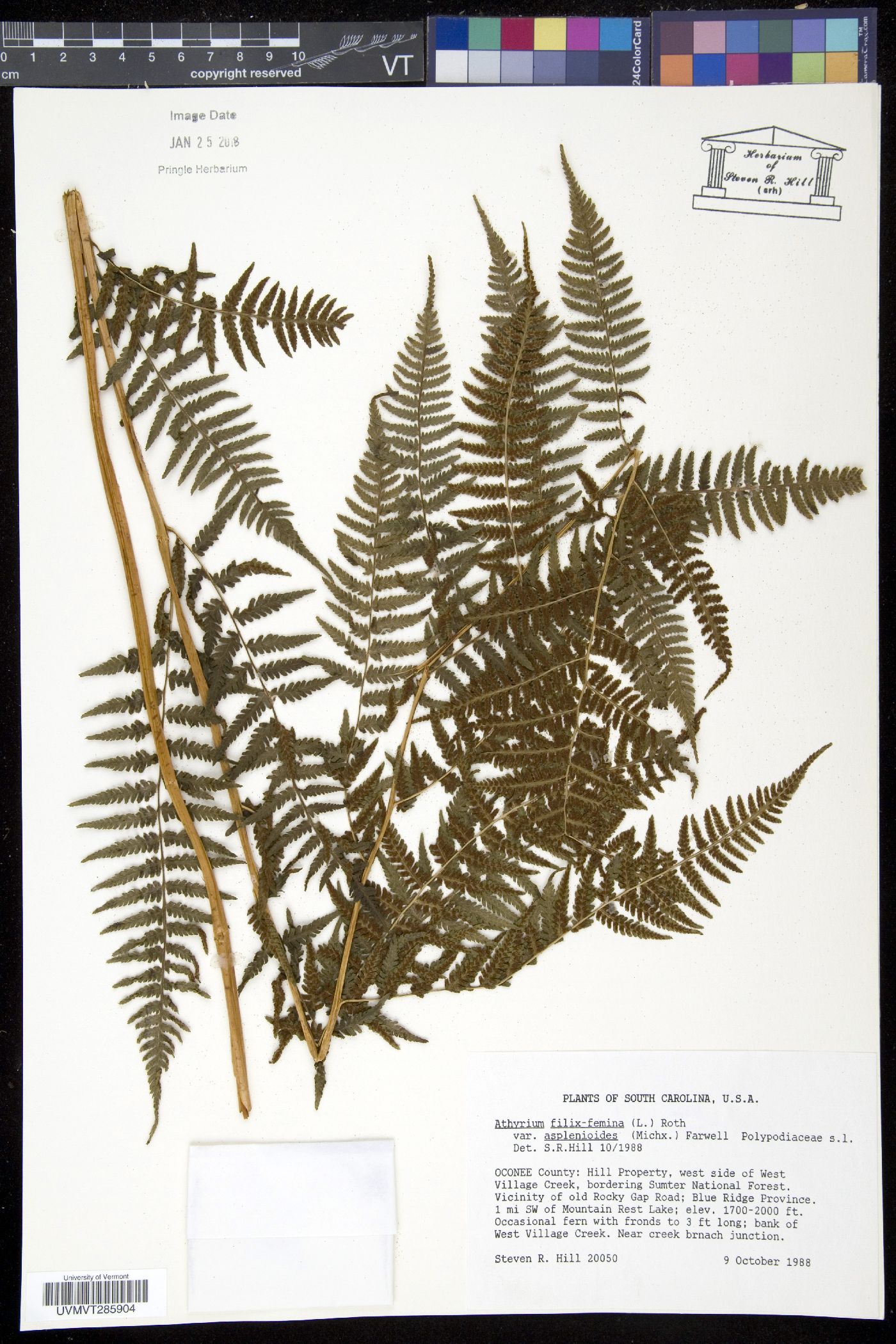 Athyrium filix-femina var. asplenioides image