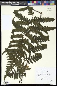 Diplazium lonchophyllum image
