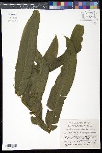 Media resource of Hemidictyum marginatum
