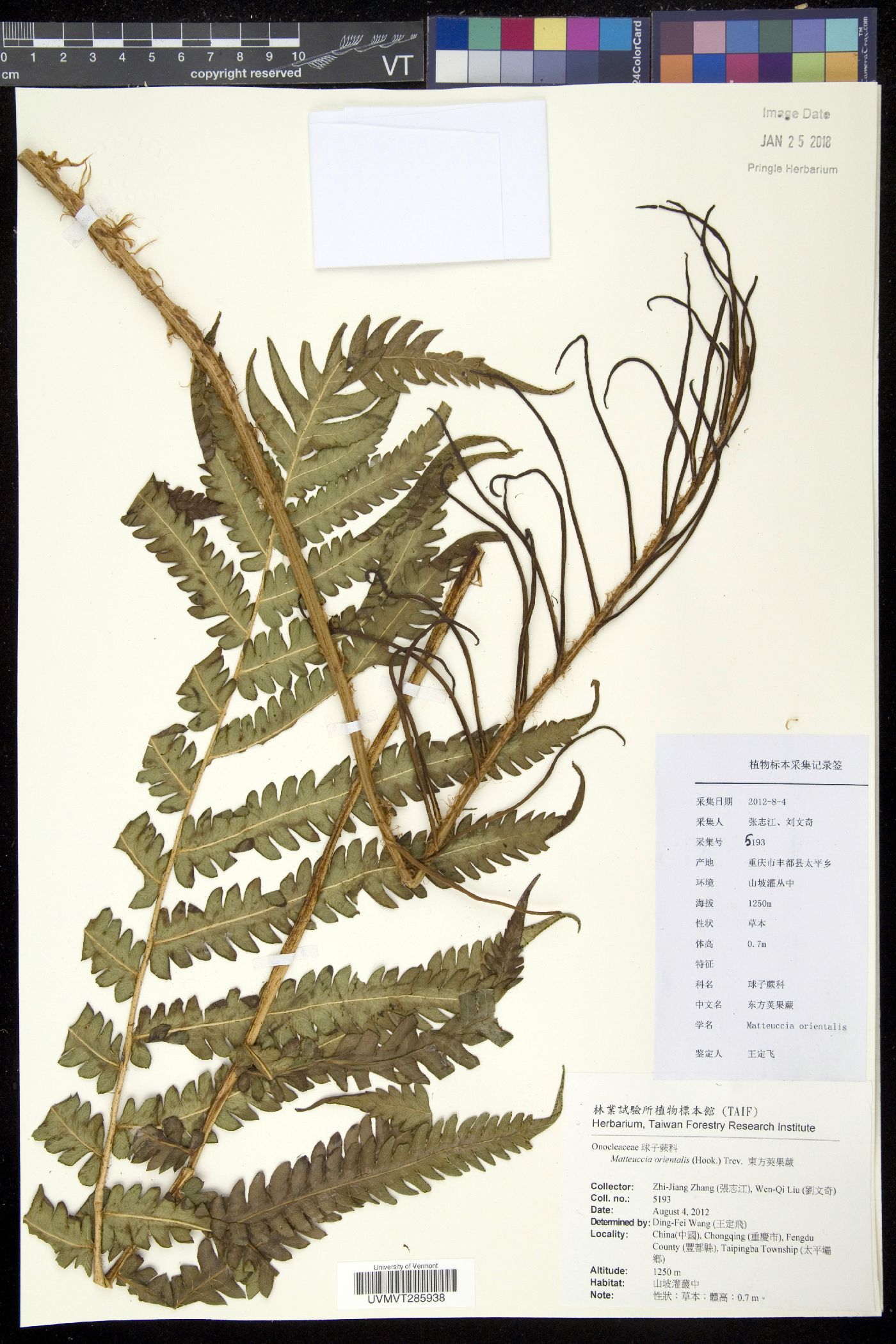 Onoclea orientalis image