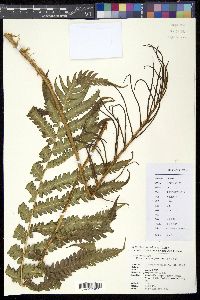 Media resource of Onoclea orientalis