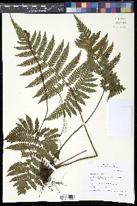 Ctenitis hemsleyana image