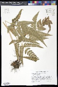 Media resource of Arachniodes simplicior