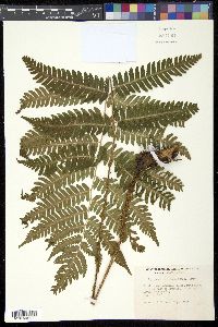 Dryopteris goldieana image