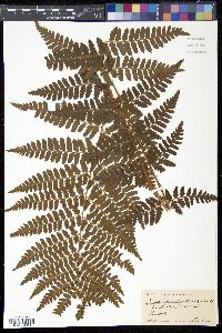 Dryopteris × boottii image
