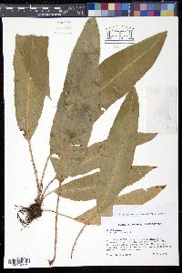 Elaphoglossum erinaceum image