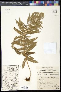 Polystichum montevidense image