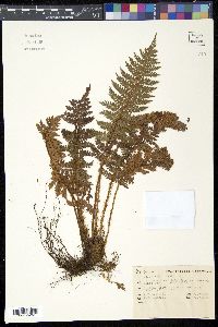 Polystichum vestitum image