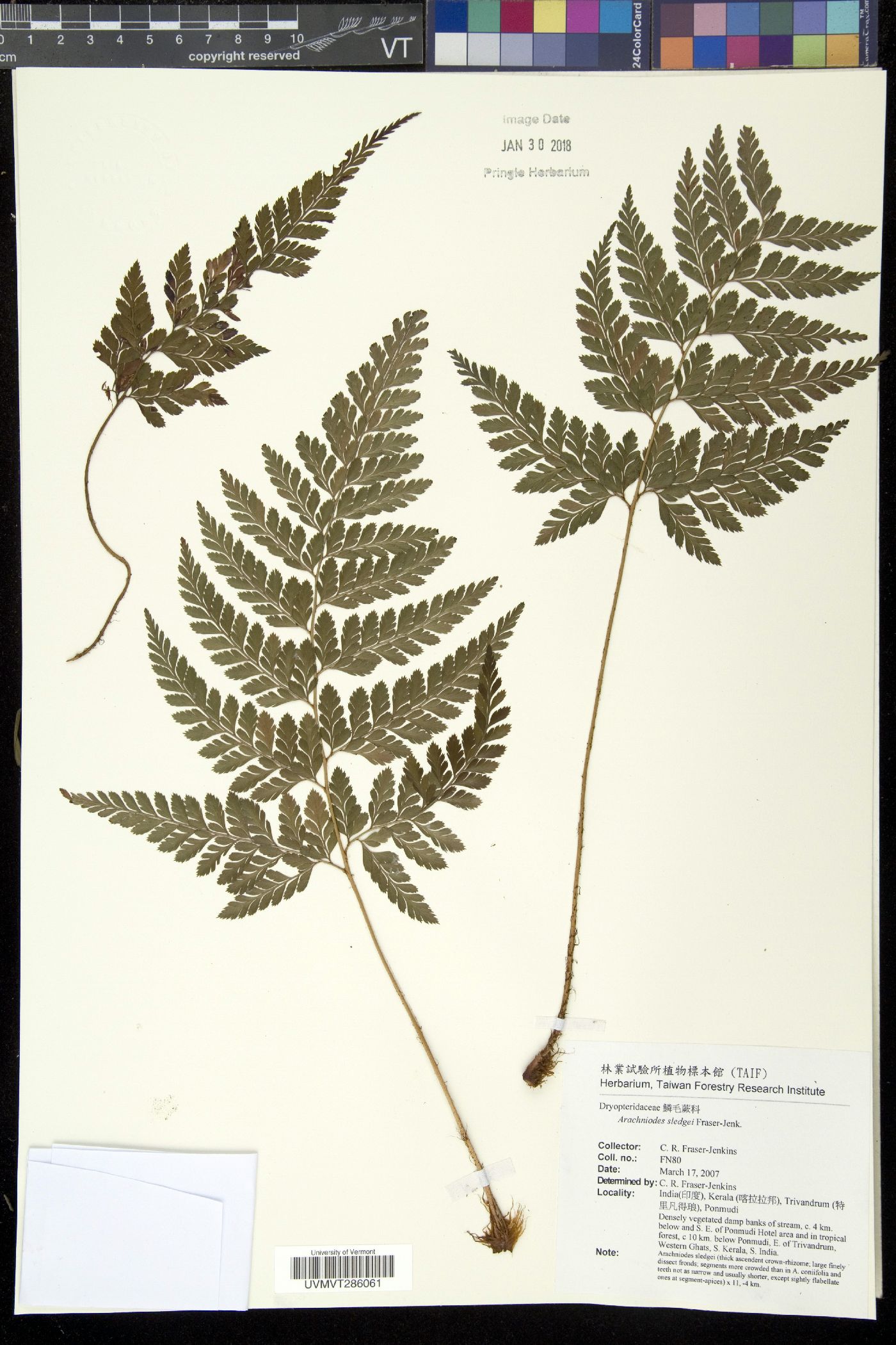 Arachniodes sledgei image