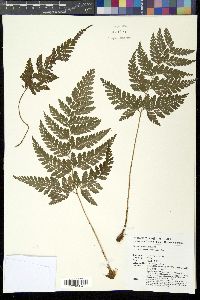 Media resource of Arachniodes sledgei