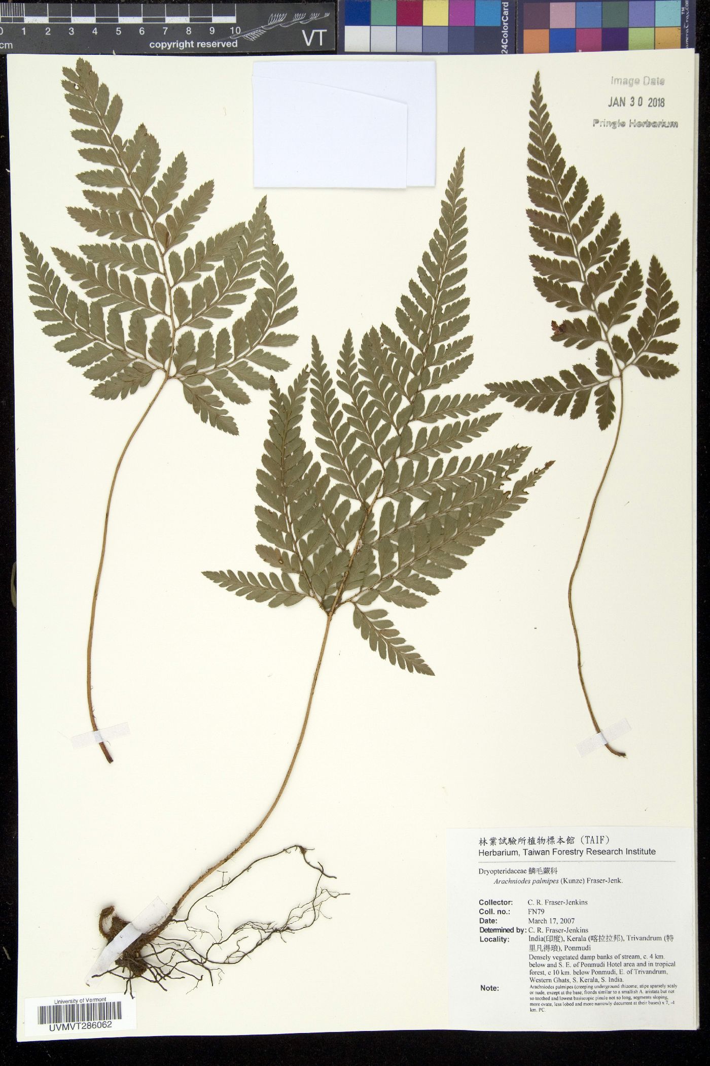 Arachniodes palmipes image