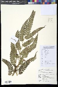 Media resource of Arachniodes simulans