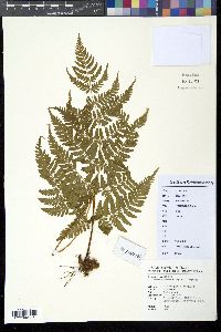 Media resource of Dryopteris chinensis