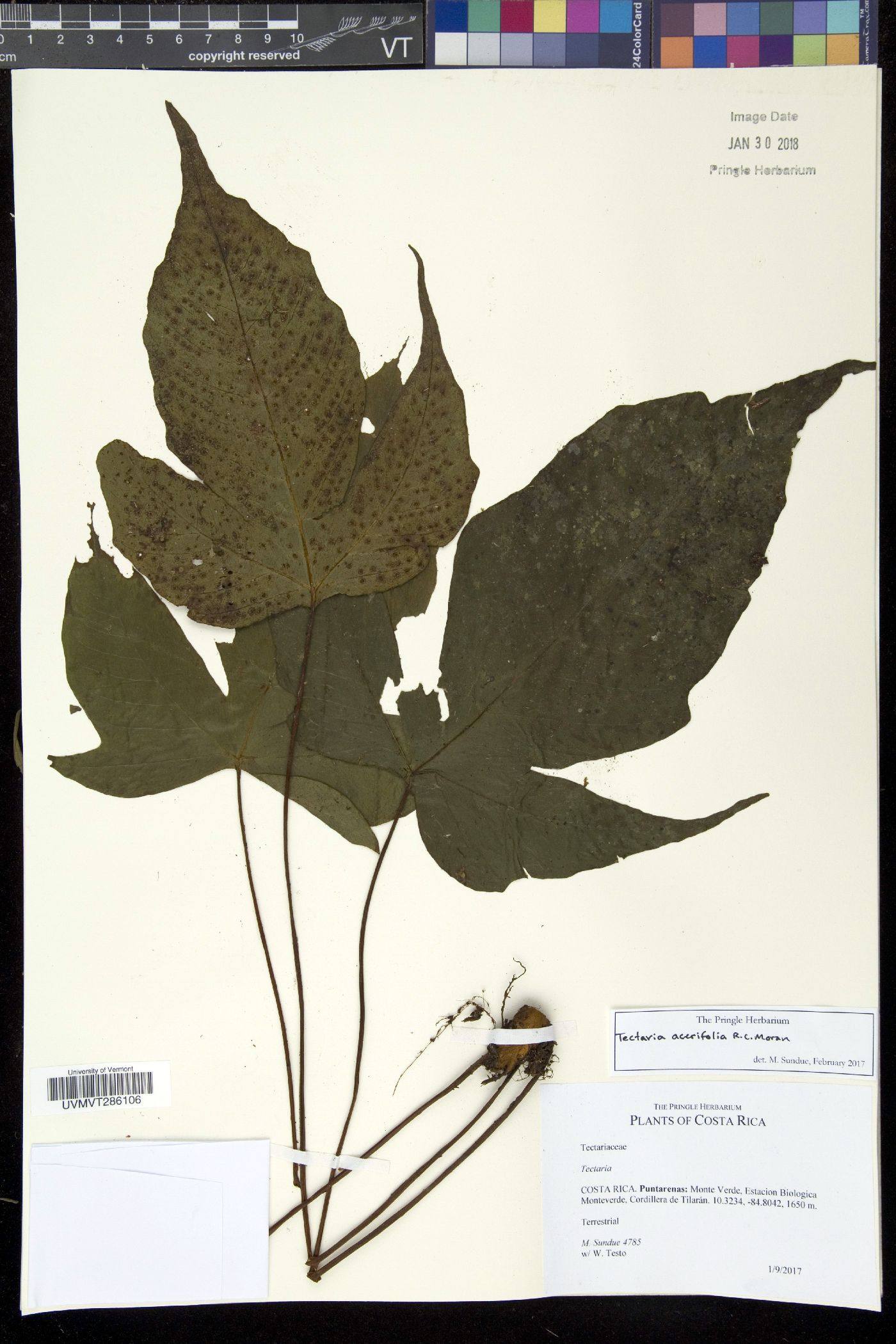 Tectaria acerifolia image