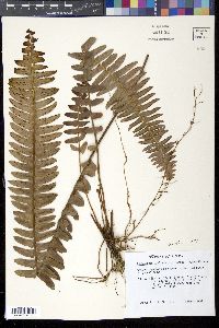 Nephrolepis exaltata image