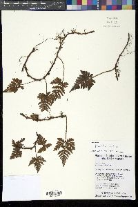 Media resource of Davallia cumingii