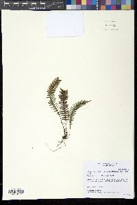 Media resource of Lellingeria apiculata
