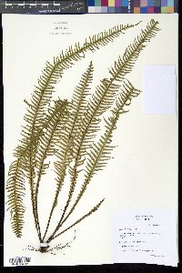 Prosaptia contigua image
