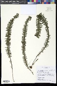 Media resource of Pecluma alfredii