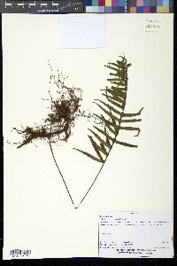 Media resource of Polypodium alansmithii