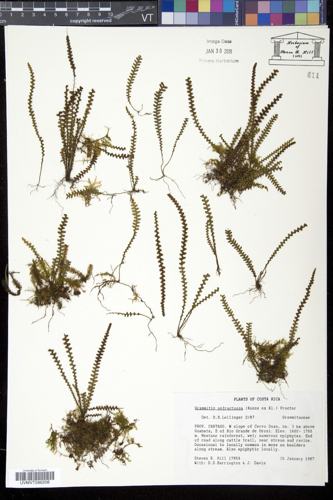 Grammitis anfractuosa image