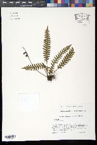 Terpsichore eggersii image