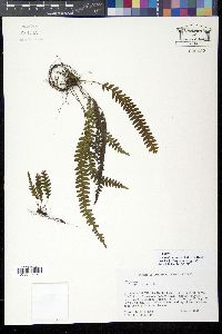 Terpsichore eggersii image