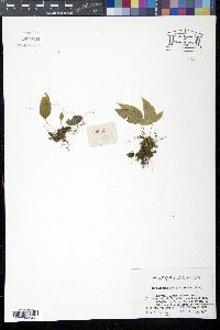 Media resource of Selliguea hastata