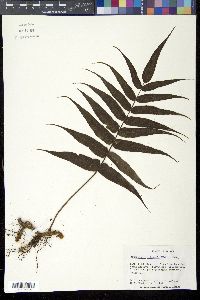 Media resource of Selliguea lehmannii