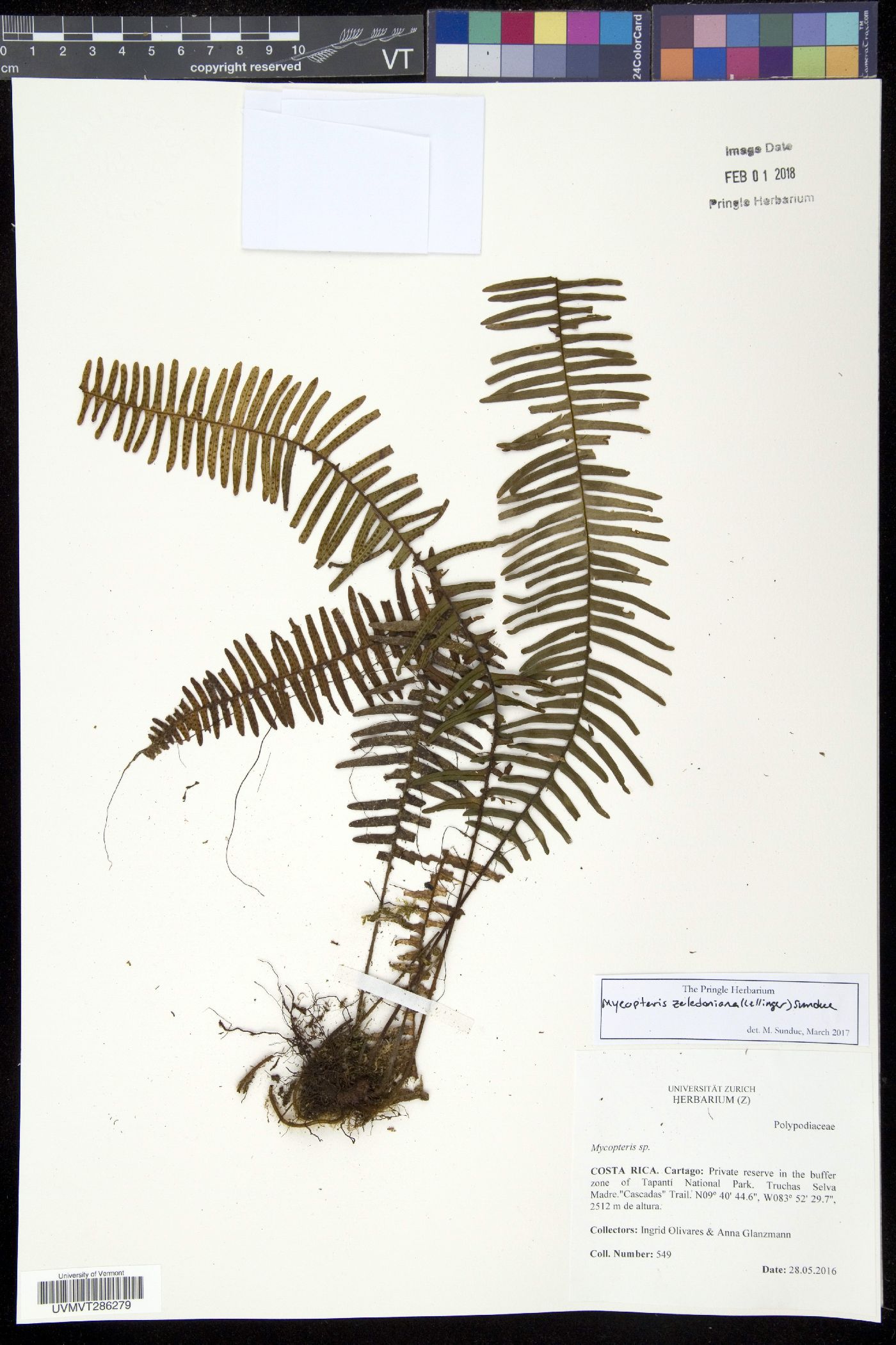 Mycopteris zeledoniana image