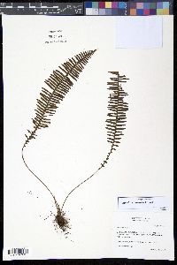 Media resource of Mycopteris costaricensis