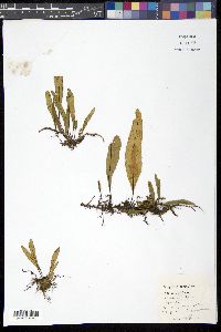 Polypodium lanceolatum image