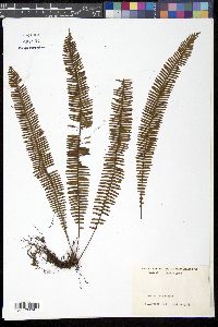 Media resource of Mycopteris taxifolia