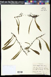 Loxogramme salicifolia image