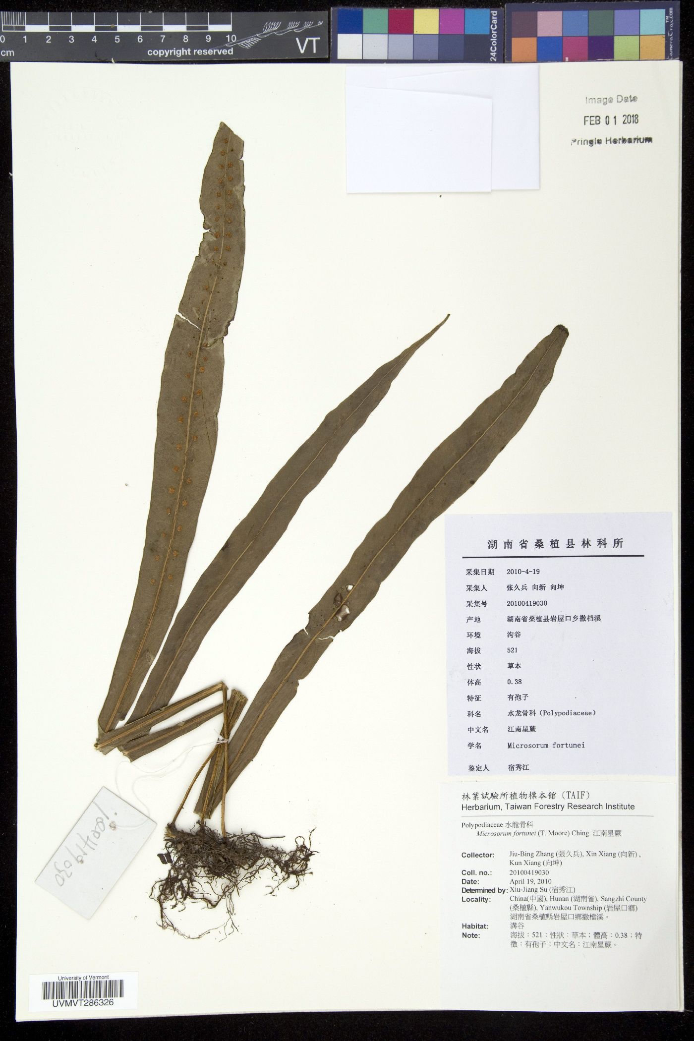 Microsorum image