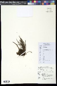 Loxogramme grammitoides image