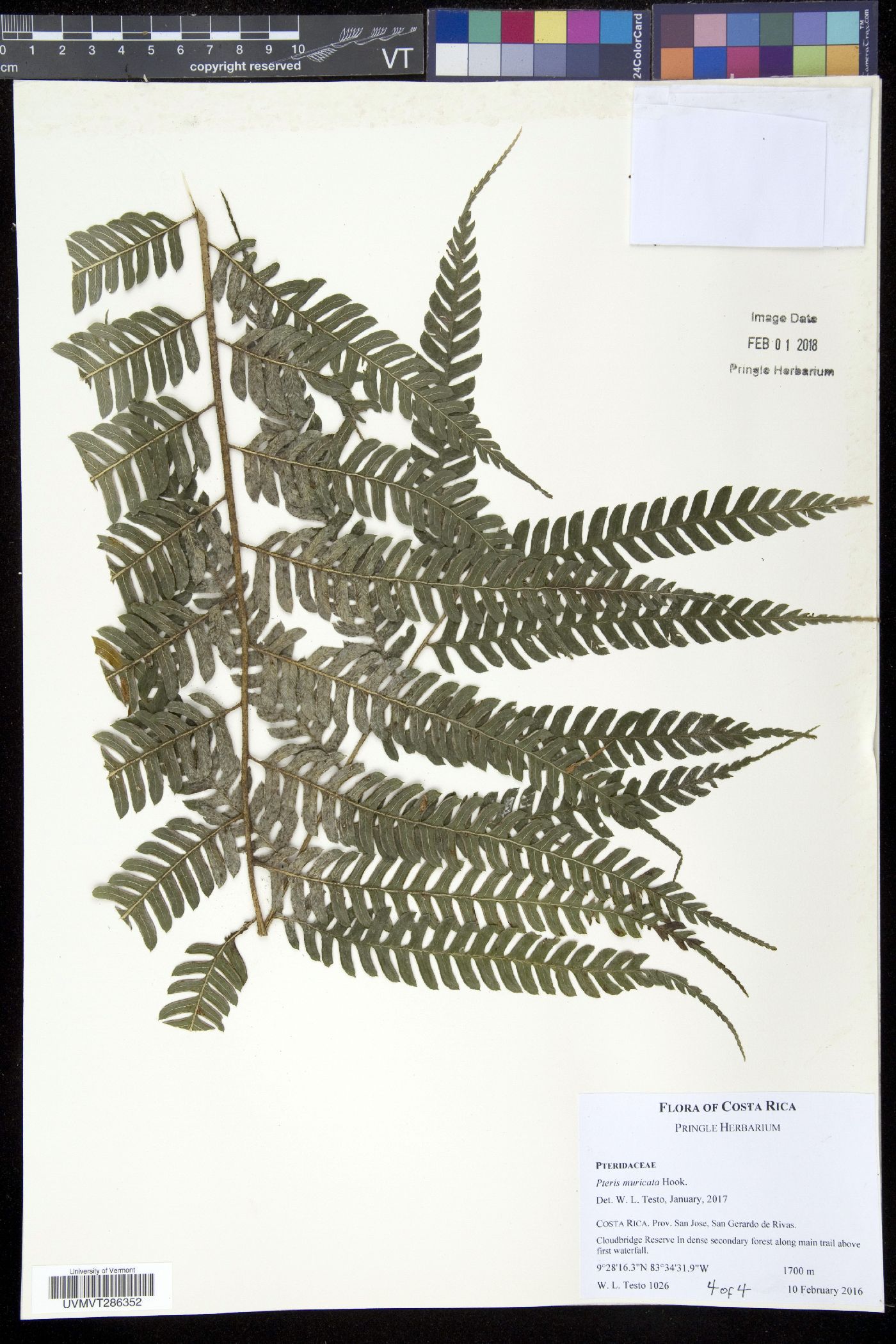 Pteris muricata image