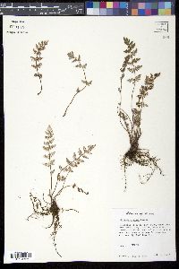 Notholaena grayi image