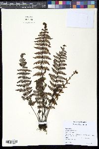 Notholaena galeottii image
