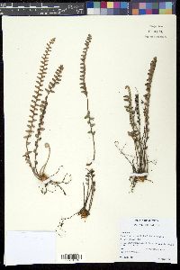 Astrolepis integerrima image