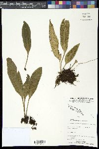 Media resource of Antrophyum plantagineum