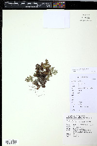 Aleuritopteris argentea image